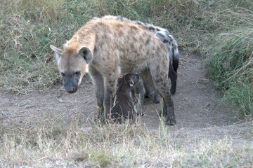 A hyena cub playing with its mother