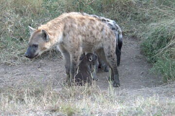 A hyena cub playing with its mother