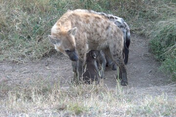 A hyena cub playing with its mother