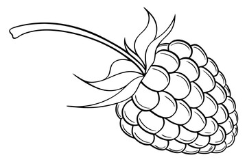 raspberry one line drawing fresh fruit art