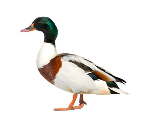Obraz premium Shelduck on white background 