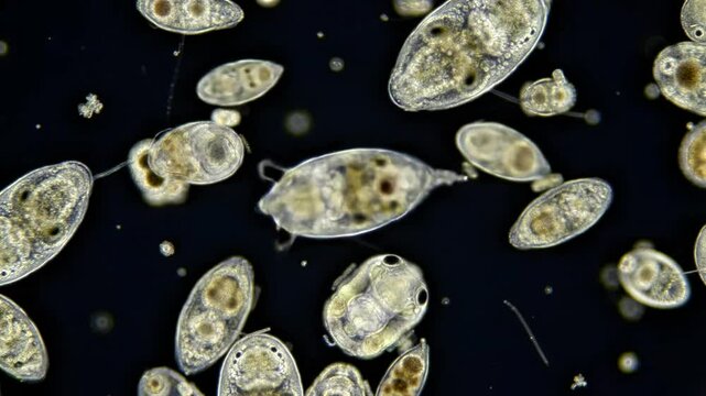 Microscopic Rotifers: Freshwater Aquatic Animals Under Microscope