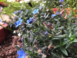 spring flowers in the garden