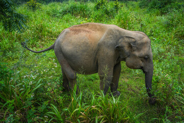 Fototapeta premium Wild elephants in the Hurulu Eco Park, Habarana, Sri Lanka, Asia. Wild Elephant Safari. 