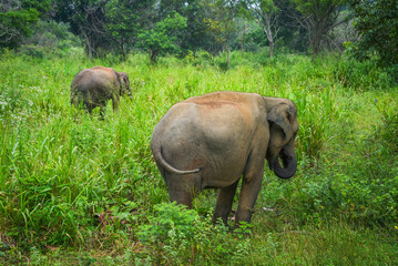 Fototapeta premium Wild elephant feeding in the Hurulu Eco Park, Habarana, Sri Lanka, Asia. Wild Elephant Safari. 