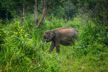 Wild elephant feeding in the Hurulu Eco Park, Habarana, Sri Lanka, Asia. Wild Elephant Safari.	