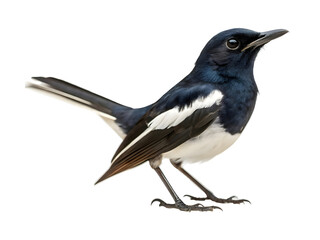 Fototapeta premium The magpie on white background 