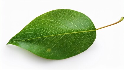 Obraz premium pear leaf isolated on a white background with clipping path one of the best isolated pears leaves that you have seen