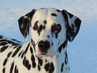 Dalmatian head close-up