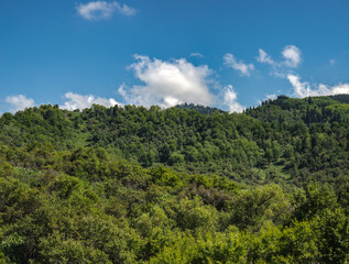 clouds over the forest
