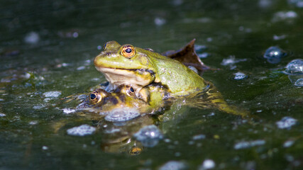 frog in the water