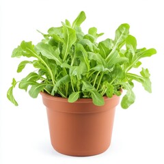 Naklejka premium Rocket Arugula Lettuce in a pot isolated on white background 