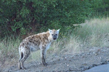 hyena in wild savanna , Animal of africa