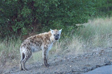 hyena in wild savanna , Animal of africa