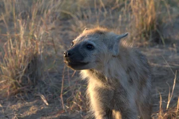  hyena in wild savanna , Animal of africa © Davide Antoniani