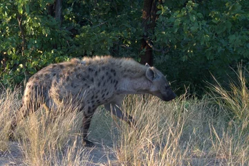  hyena in wild savanna , Animal of africa © Davide Antoniani