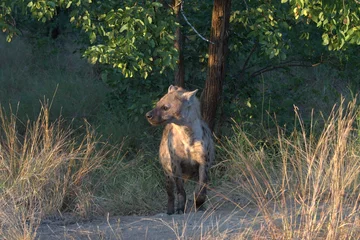  hyena in wild savanna , Animal of africa © Davide Antoniani