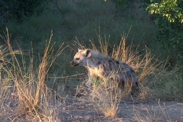hyena in wild savanna , Animal of africa