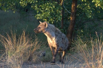 hyena in wild savanna , Animal of africa