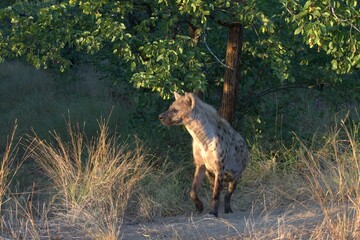 hyena in wild savanna , Animal of africa