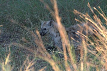 hyena in wild savanna , Animal of africa