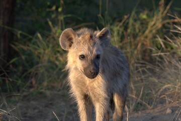 hyena in wild savanna , Animal of africa