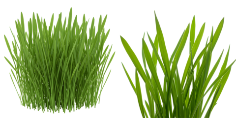 若草 鮮やか 緑葉 自然