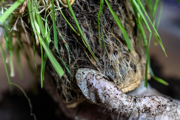 Hands in Gloves Examining Plant Roots in Soil. Gardening, Organic Farming, Agriculture, Root...