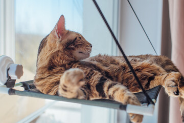 Cute little bengal kitty cat laying on the cat's window bed watching on the room. Sunny seat for cat on the window.