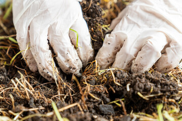 Hands in Gloves Examining Plant Roots in Soil. Gardening, Organic Farming, Agriculture, Root...