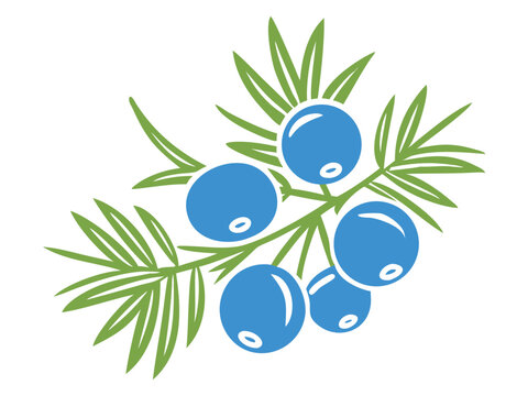 Juniper berries logo vector icon, Fresh berries with leaves vector illustration on a white background