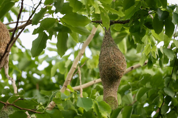 Close up nest bird from leaf dry in nature garden on tree