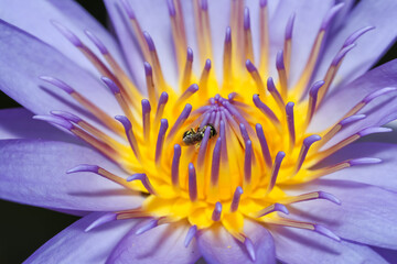 close up lotus flower yellow and purple color is so beautiful