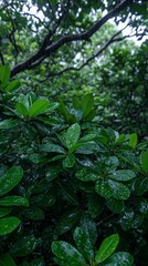 Obraz premium Lush, rain-soaked foliage fills the frame, with dark green leaves glistening under a canopy of trees