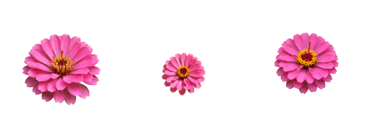 ピンクの花 三つのサイズ