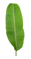 Banana green leaf tropical plant isolated on white background clipart transparent PNG.