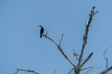 Wild water bird of cormorant is sitting on branch on blue sky background. Nannopterum auritus diving and hunt underwater for fish. Freedom freshwater large bird of cormorant family. Habitat wildlife.