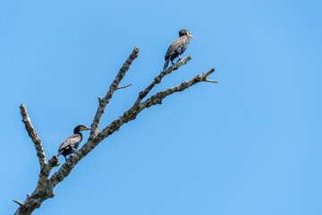 Wild water bird of cormorant is sitting on branch on blue sky background. Nannopterum auritus diving and hunt underwater for fish. Freedom freshwater large bird of cormorant family. Habitat wildlife.