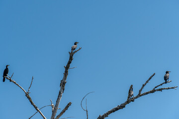Wild water bird of cormorant is sitting on branch on blue sky background. Nannopterum auritus diving and hunt underwater for fish. Freedom freshwater large bird of cormorant family. Habitat wildlife.