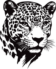 leopard on black background © Sean