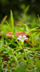 bird of paradise flower