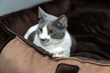 Cat sleeping, lying, relaxing, looking, resting in a dog bed. giant cat bed or pillow. pet ownership, pet friendship. Cat Relaxing in Soft Dog Bed Indoors. For Pet Care or Animal Lovers Concept