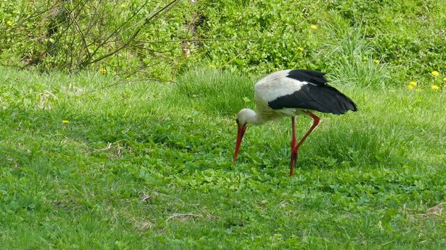 The white stork (Ciconia ciconia) on a meadow