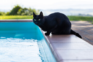 Portrait of a cute relaxed cat
