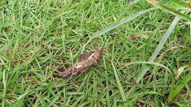 Kamitetep (Phereoeca uterella) is a species of moth that looks like a caterpillar with a cocoon. Insects