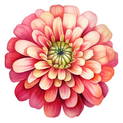 Fototapeta premium Watercolor Zinnia Flower, clipart Illustration, Generative Ai