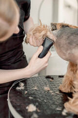 An individual is trimming the fur of a dog using a hair clipper