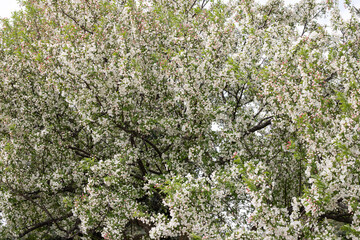 A blooming apple tree with white flowers in the garden on a spring day. Canada.