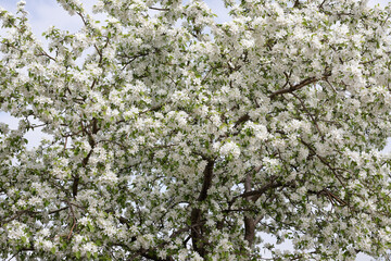 Blooming apple tree in spring, close-up, white flowers.