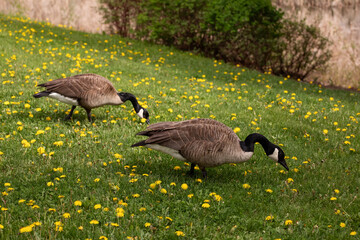 Canada geese (Branta canadensis) walk through a meadow with dandelions.